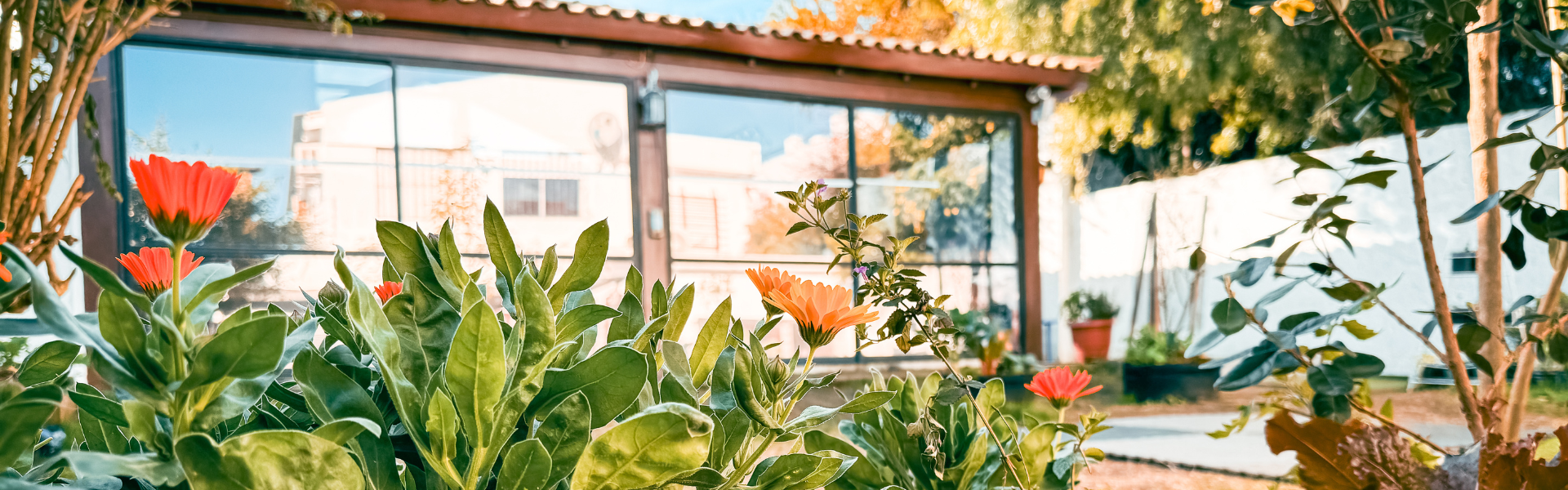 Flores y plantas junto a los ventanales de D’amore